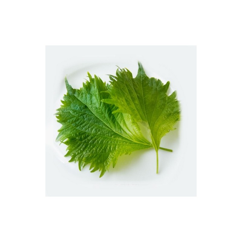 SHISO